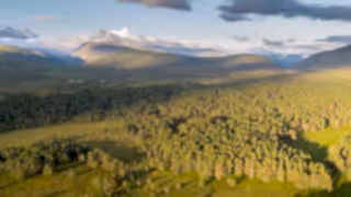 Abernethy forest at dawn, Cairngorms National Park, Scotland.