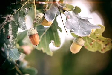 Acorns on an oak tree