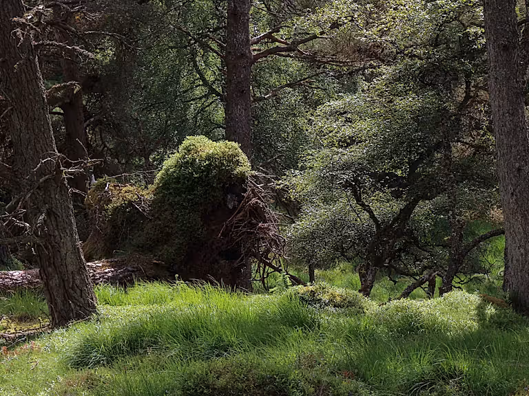 Ancient woodlands at Bunloit, Highlands Rewilding
