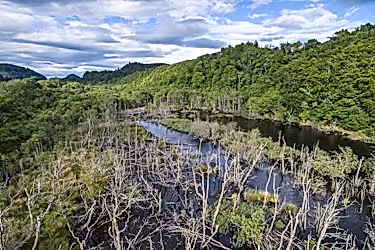 Beaver habitat c james shooter scotlandbigpicture com James Shooter scotlandbigpicture com Beaver habitat in Knapdale forest