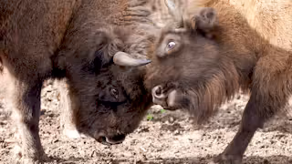 A close up shot of bison bull and female locking horns