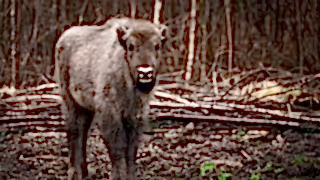 A bison calf stands and looks head on at the camera, the woodland of the Blean is seen behind