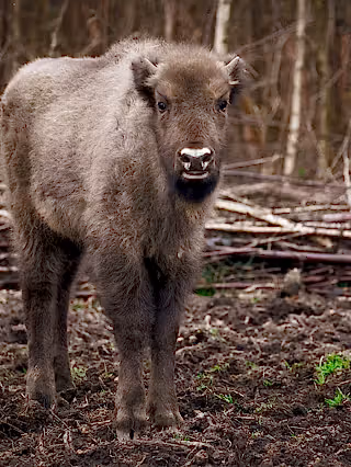 A bison calf stands and looks head on at the camera, the woodland of the Blean is seen behind