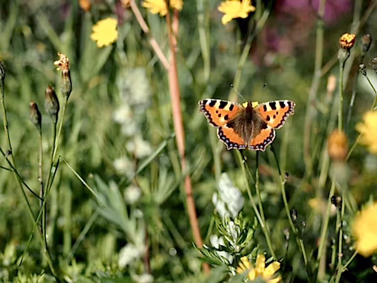 Butterfly wildflowers