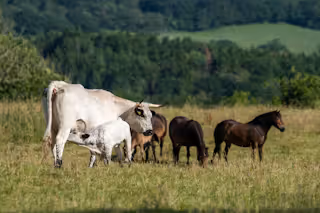Cattle and horses, West Dorset Wilding