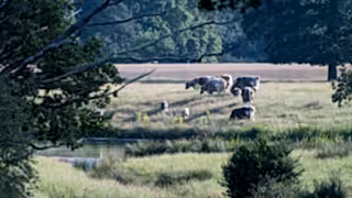 Cattle grazing in scrub with calves, Knepp.