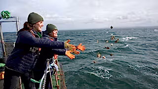 People releasing oysters into sea
