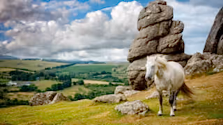 A pony next to a rocky tor on Dartmoor