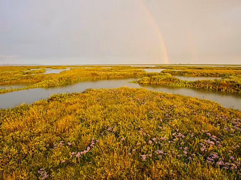 Estuary