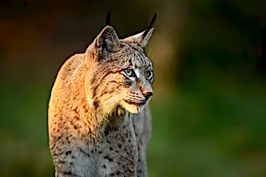 Eurasian lynx ( Lynx lynx ) close up