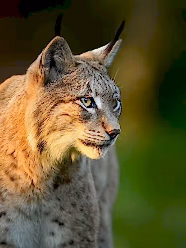 Eurasian lynx ( Lynx lynx ) close up