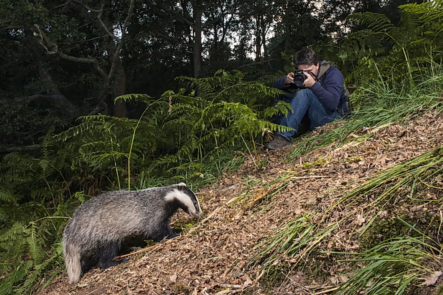 European badger and photographer