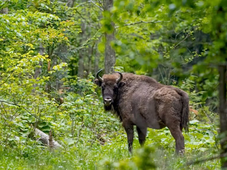 European bison forest
