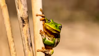 European tree frog clinging onto the stem of a plant