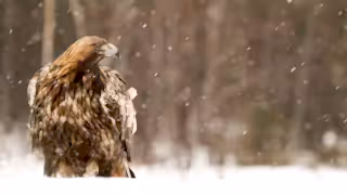 Golden Eagle in snowy moorland habitat
