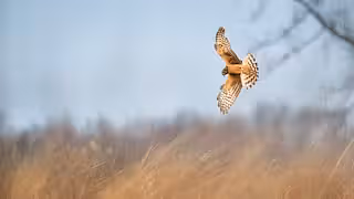 Hen Harrier
