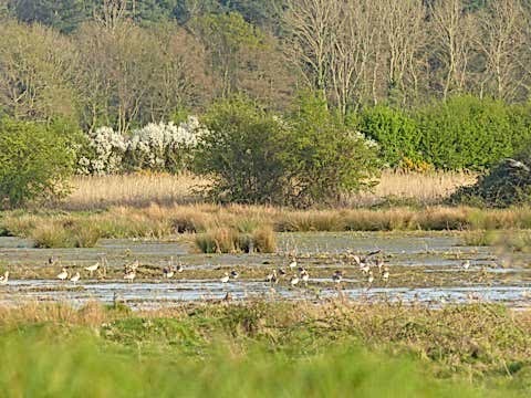 Marsh birds at Wild Ken Hill