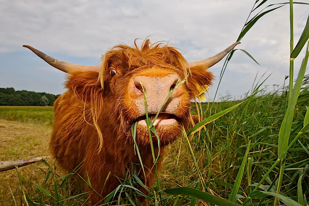 Highland cow in grass