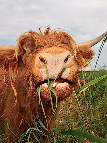 Highland cow in grass