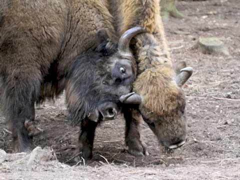 Bison at Wilder Blean