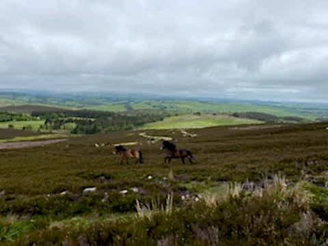 View of Hepple Wildlands with grazing animals