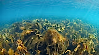 Kelp forest in the Hebrides, Scotland.