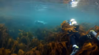 Diver underwater swimming above kelp with a grey seal in the distance.