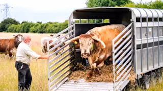 Longhorn cattle