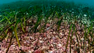 Maerl and Zostera marina seagrass beds, Orkney Isles