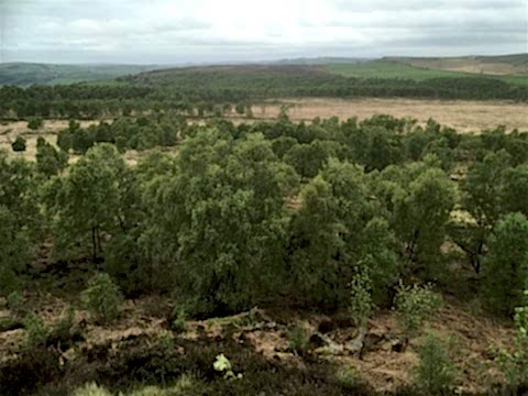 Natural regeneration at Birchen Edge