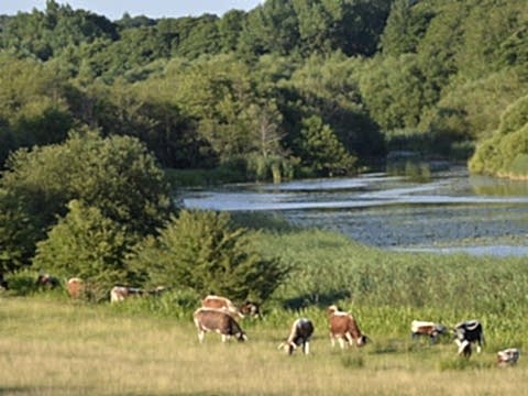 Cattle grazing alongside river, Knepp Estate