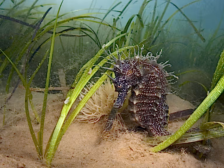 Seahorse in eelgrass