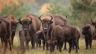 Herd of European bison