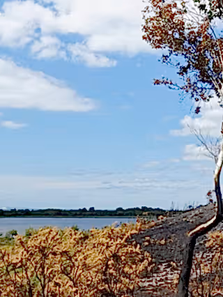 Studland heath fire