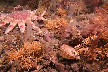 Underwater photo of the seabed featured juvenile scallops, a sunstar and monkey puzzle bryozoans.