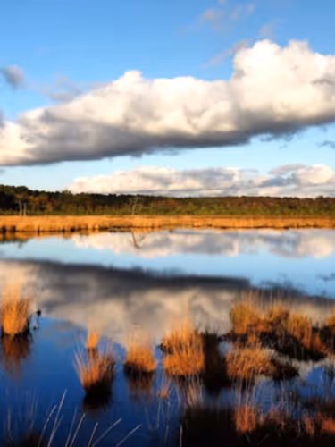 Thursley heath wetlands