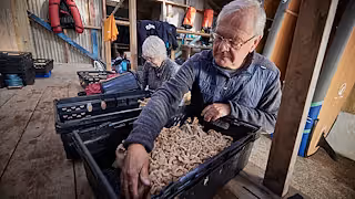 Seawilding volunteers processing seagrass seed and filling hessian bags with sand
