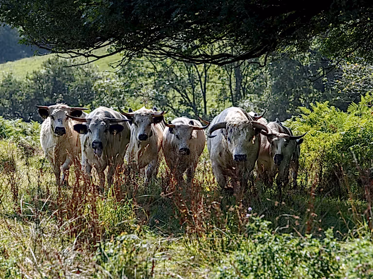 White park cattle mapperton