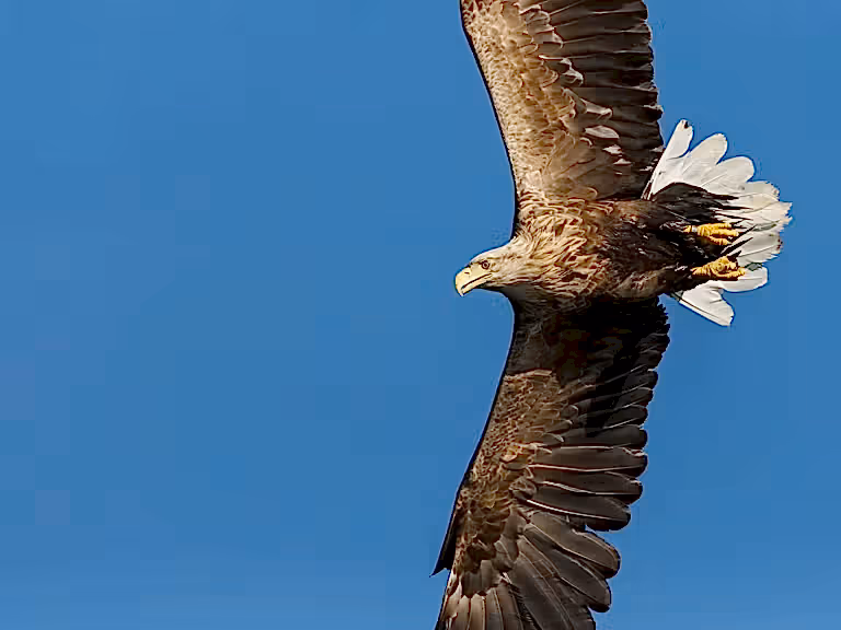 White tailed sea eagle