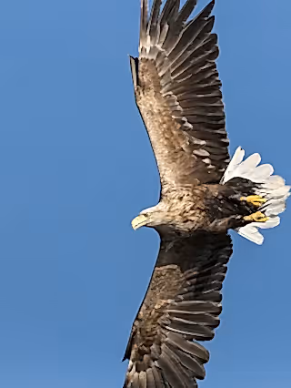 White tailed sea eagle