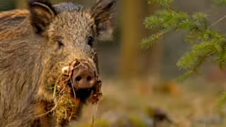 Female wild boar (Sus scrofa) in a forest