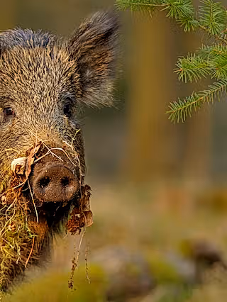 Female wild boar (Sus scrofa) in a forest