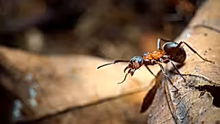 Close-up of wood ant on a brown leaf
