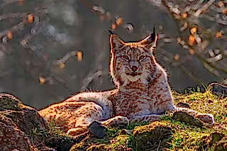 Think you know what wild is?