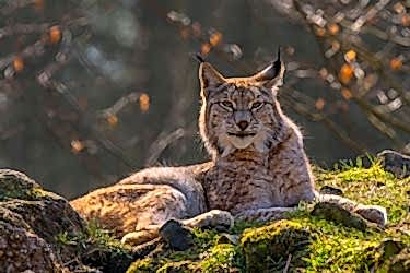 Young Eurasian lynx in woodland.